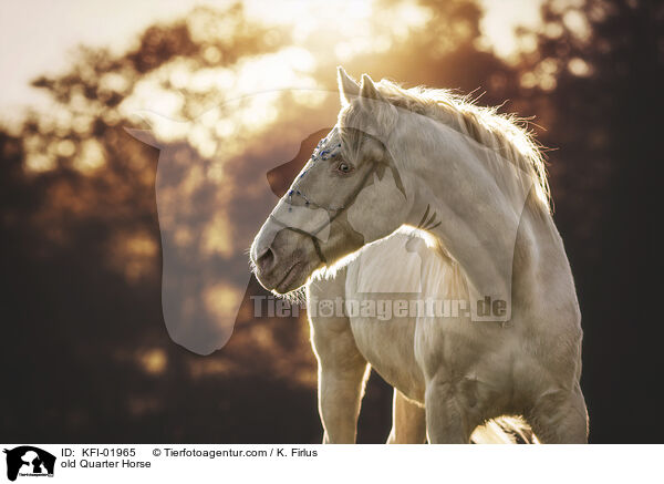 altes Quarter Horse / old Quarter Horse / KFI-01965