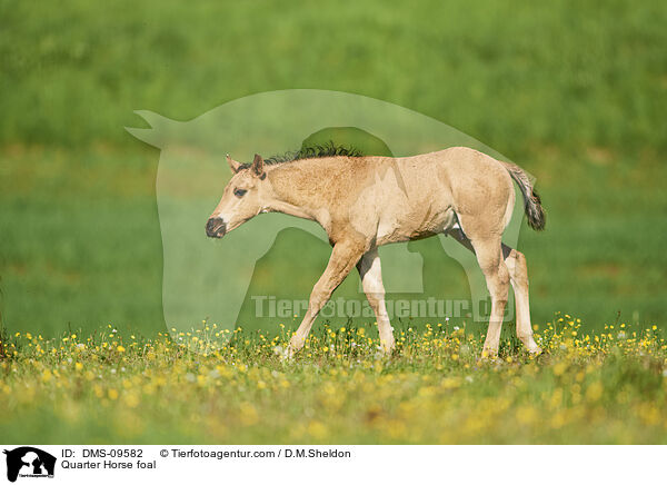 Quarter Horse foal / DMS-09582