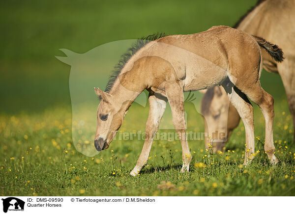 Quarter Horses / DMS-09590