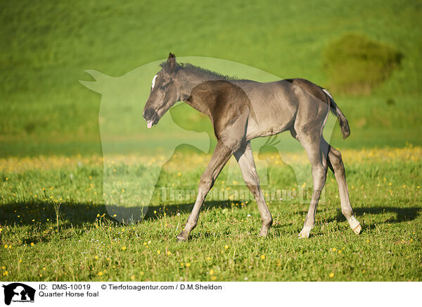 Quarter Horse foal / DMS-10019