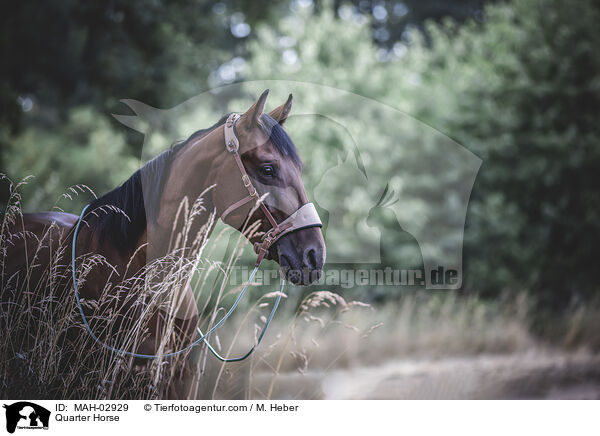 Quarter Horse / Quarter Horse / MAH-02929