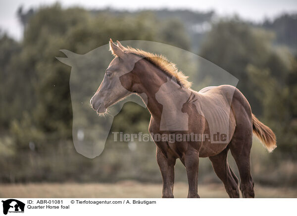 Quarter Horse Fohlen / Quarter Horse foal / ABR-01081