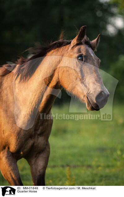 Quarter Horse / MM-01848