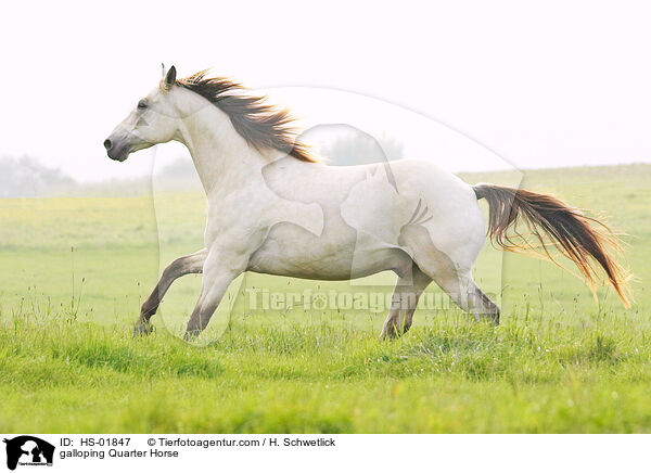 galoppierendes Quarter Horse / galloping Quarter Horse / HS-01847