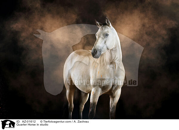 Quarter Horse im Studio / Quarter Horse in studio / AZ-01612