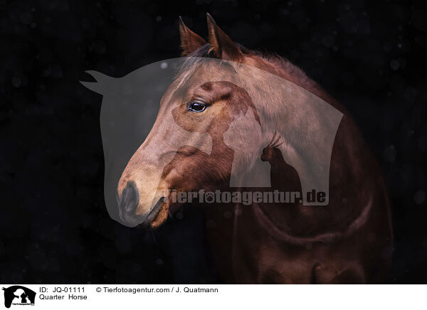 Quarter  Horse / JQ-01111