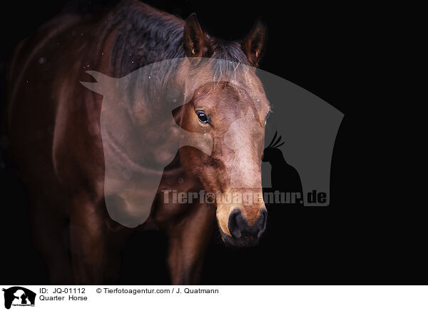 Quarter  Horse / JQ-01112