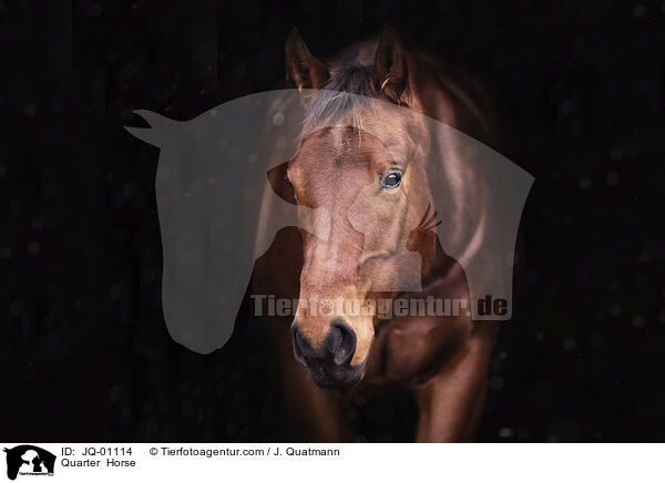 Quarter  Horse / JQ-01114