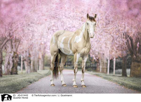 Quarter Horse / Quarter Horse / JQ-01442