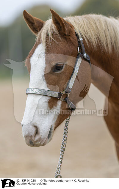 Quarter Horse Wallach / Quarter Horse gelding / KR-01028