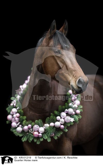 Quarter Horse mare / KR-01219