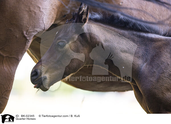 Quarter Horses / BK-02345