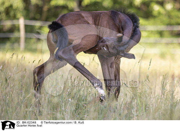 Quarter Horse foal / BK-02348