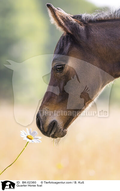 Quarter Horse foal / BK-02360
