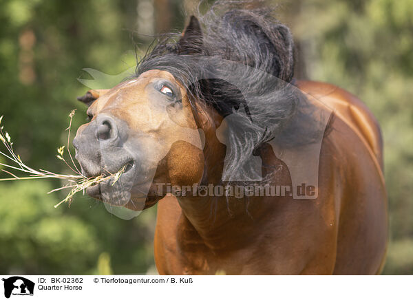 Quarter Horse / Quarter Horse / BK-02362