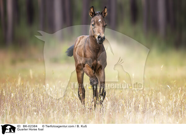Quarter Horse foal / BK-02384