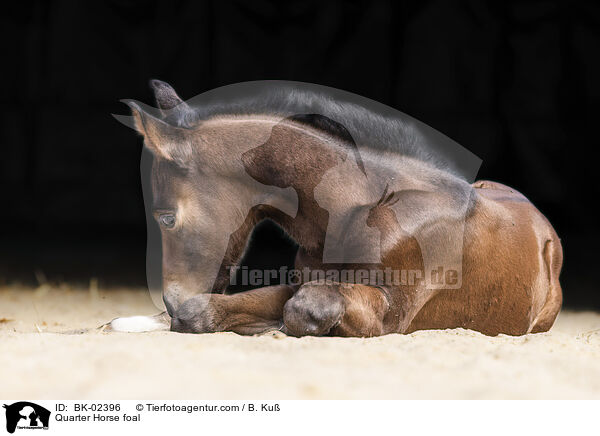 Quarter Horse Fohlen / Quarter Horse foal / BK-02396