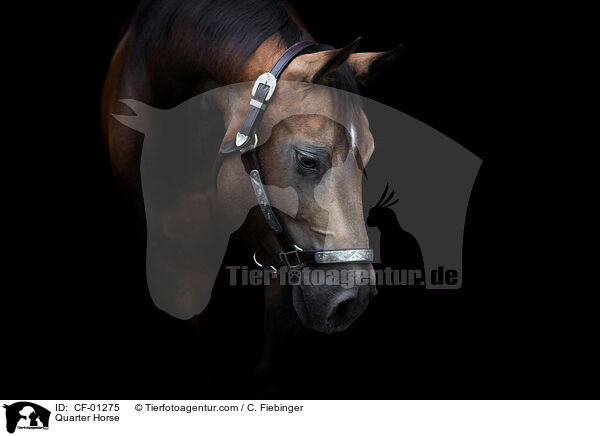Quarter Horse / Quarter Horse / CF-01275