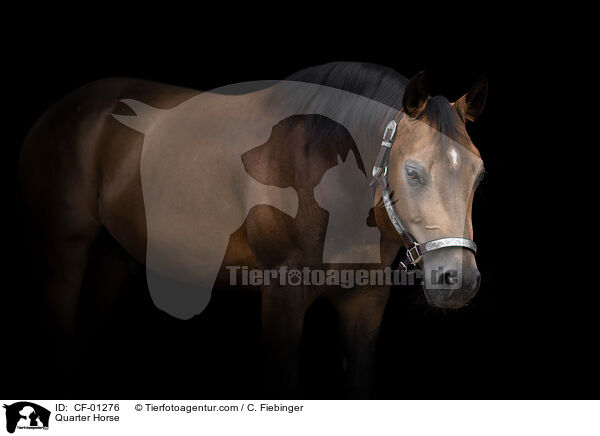 Quarter Horse / Quarter Horse / CF-01276