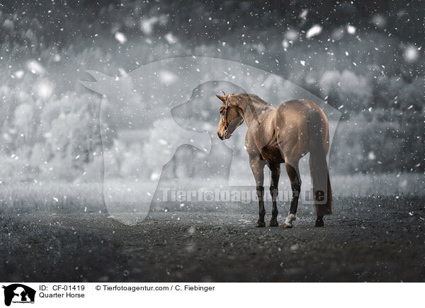 Quarter Horse / Quarter Horse / CF-01419