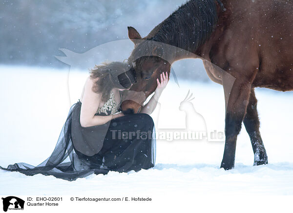 Quarter Horse / EHO-02601