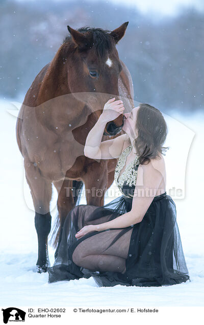 Quarter Horse / Quarter Horse / EHO-02602