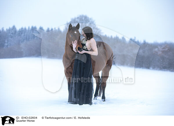 Quarter Horse / Quarter Horse / EHO-02604