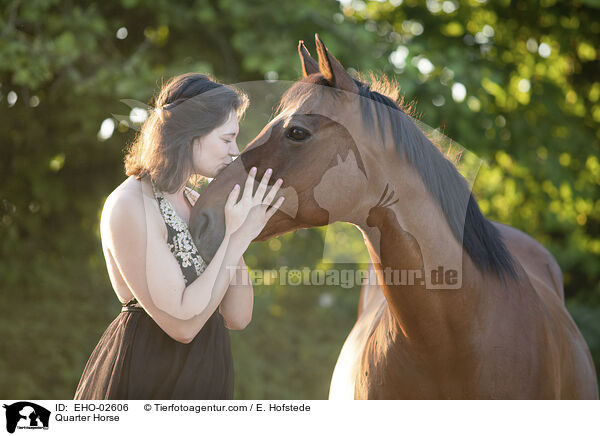 Quarter Horse / Quarter Horse / EHO-02606