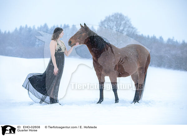 Quarter Horse / EHO-02608