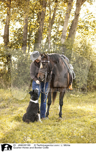 Quarter Horse und Border Collie / Quarter Horse and Border Collie / JAM-06199
