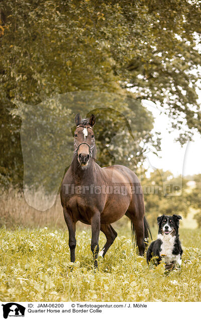 Quarter Horse und Border Collie / Quarter Horse and Border Collie / JAM-06200