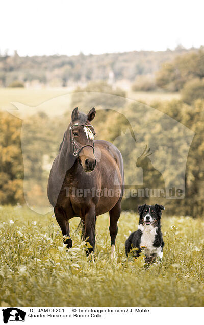 Quarter Horse und Border Collie / Quarter Horse and Border Collie / JAM-06201