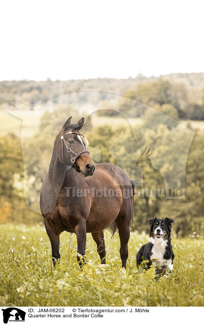 Quarter Horse und Border Collie / Quarter Horse and Border Collie / JAM-06202