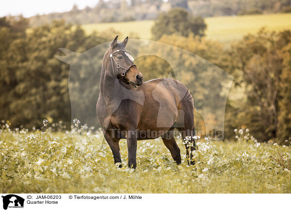 Quarter Horse / Quarter Horse / JAM-06203