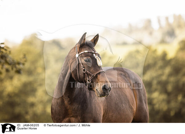 Quarter Horse / Quarter Horse / JAM-06205