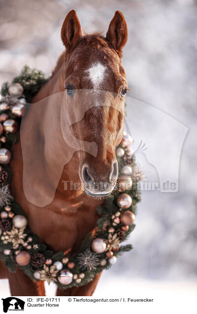Quarter Horse / Quarter Horse / IFE-01711