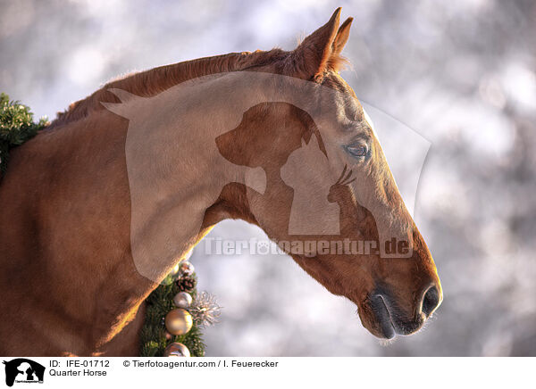 Quarter Horse / Quarter Horse / IFE-01712