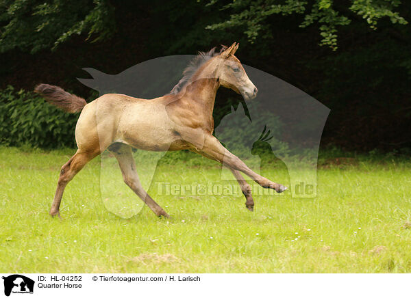 Quarter Horse / Quarter Horse / HL-04252
