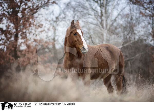 Quarter Horse / Quarter Horse / VL-01509