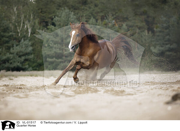 Quarter Horse / VL-01517