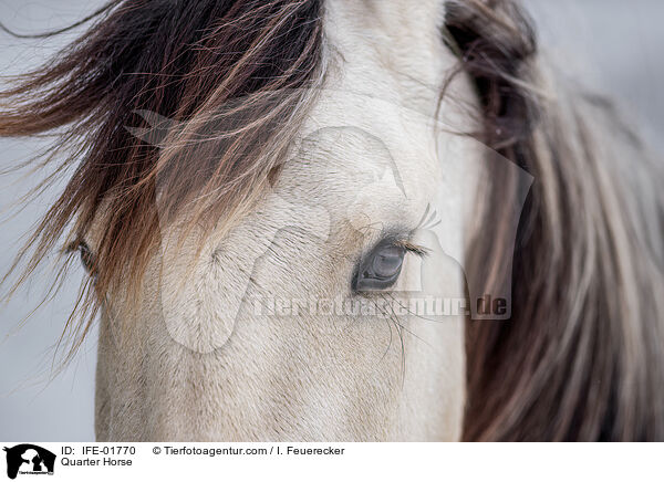 Quarter Horse / Quarter Horse / IFE-01770