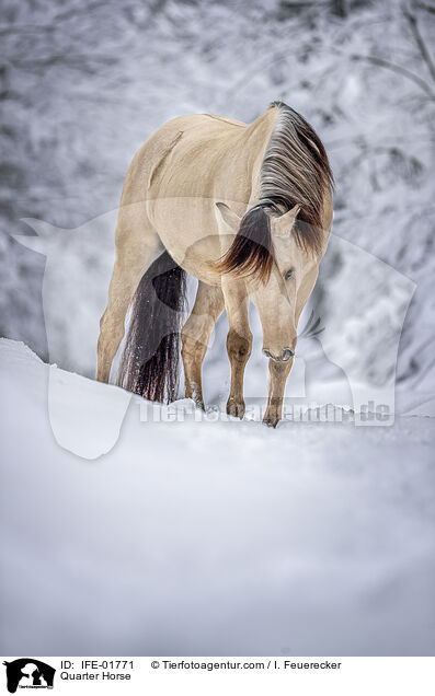 Quarter Horse / Quarter Horse / IFE-01771