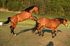 playing horses