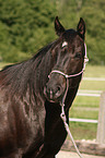Quarter Horse Portrait