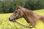 Quarter Horse