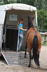 loading a quarter horse