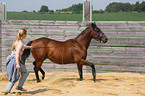 trotting quarter horse