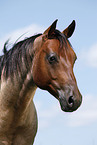 Quarter Horse Portrait