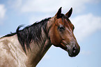 Quarter Horse Portrait