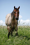 standing Quarter Horse